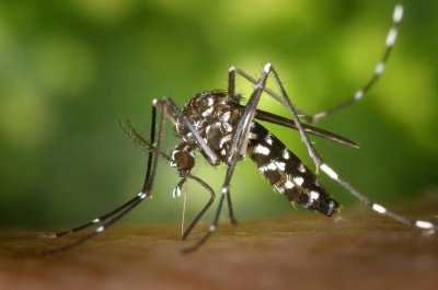 Información importante sobre el dengue