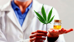 Sumate al curso de Cannabis y sus aplicaciones terapéuticas