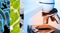 Taller gratuito sobre microscopios y lupas para chicos en la UNLa
