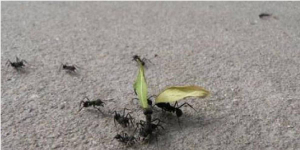 Cómo ahuyentar a las hormigas negras de los jardines y huertas