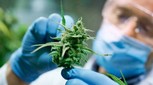 La UNLa dictará un curso sobre el cannabis terapéutico