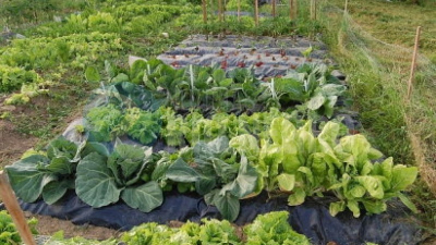 Huerta Agroecológica 