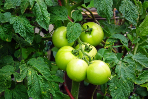 Curso introductorio en Huerta Agroecológica